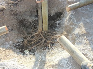 arbre posé dans le trou de terre